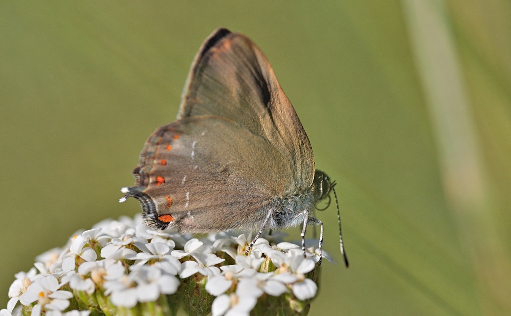 foto B070984, © Adriaan van Os, Coustouges 12-06-2022, altitud 820 m, Satyrium esculi
