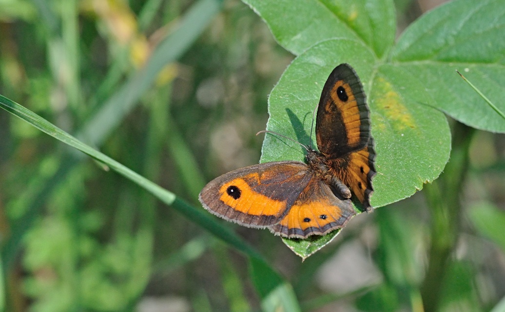photo B070995, © Adriaan van Os, Coustouges 12-06-2022, altitude 820 m, Pyronia bathseba