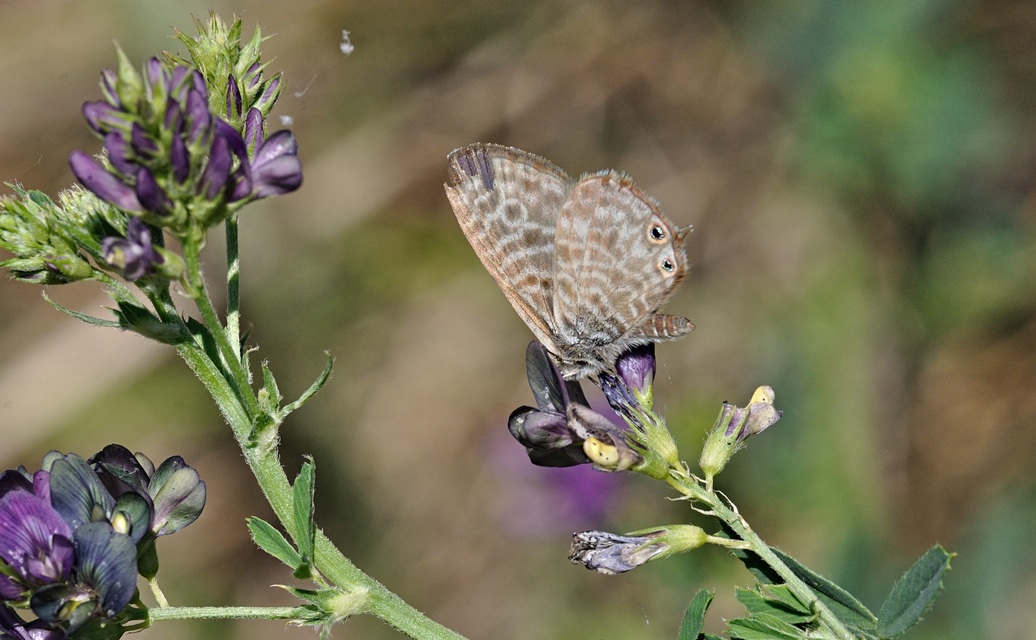 foto B071001, © Adriaan van Os, Coustouges 12-06-2022, altitud 820 m, Leptotes pirithous