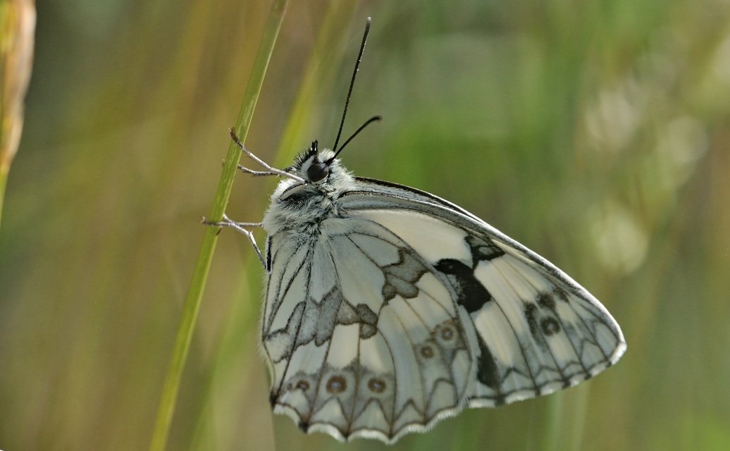 foto B071134, © Adriaan van Os, Coustouges 16-06-2022, hoogte 820 m, Melanargia lachesis