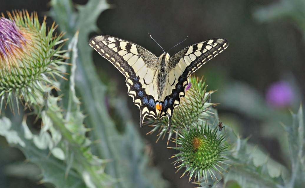 foto B071147, © Adriaan van Os, Coustouges 16-06-2022, altitud 820 m, Papilio machaon