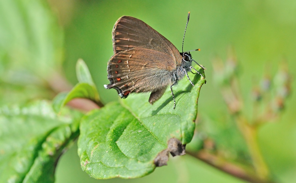 foto B071160, © Adriaan van Os, Coustouges 16-06-2022, altitud 820 m, Satyrium esculi