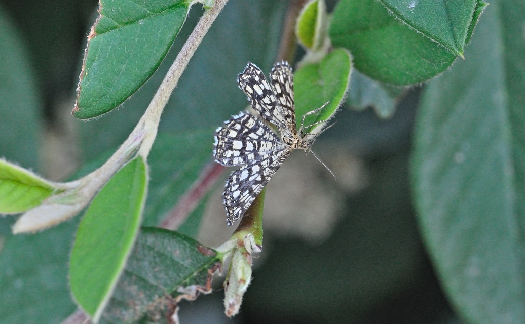 photo B071164, © Adriaan van Os, Coustouges 16-06-2022, altitudo 820 m, Euclidia mi