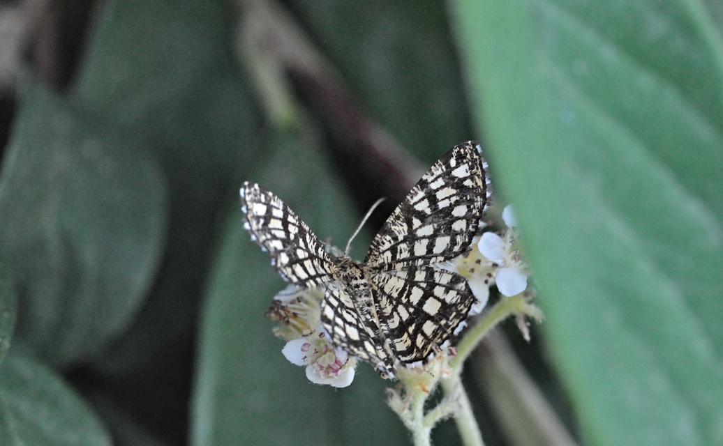 foto B071166, © Adriaan van Os, Coustouges 16-06-2022, altitud 820 m, Euclidia mi