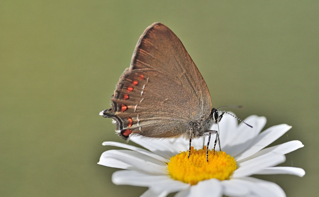 foto B071243, © Adriaan van Os, Coustouges 17-06-2022, altitud 800 m, Satyrium esculi