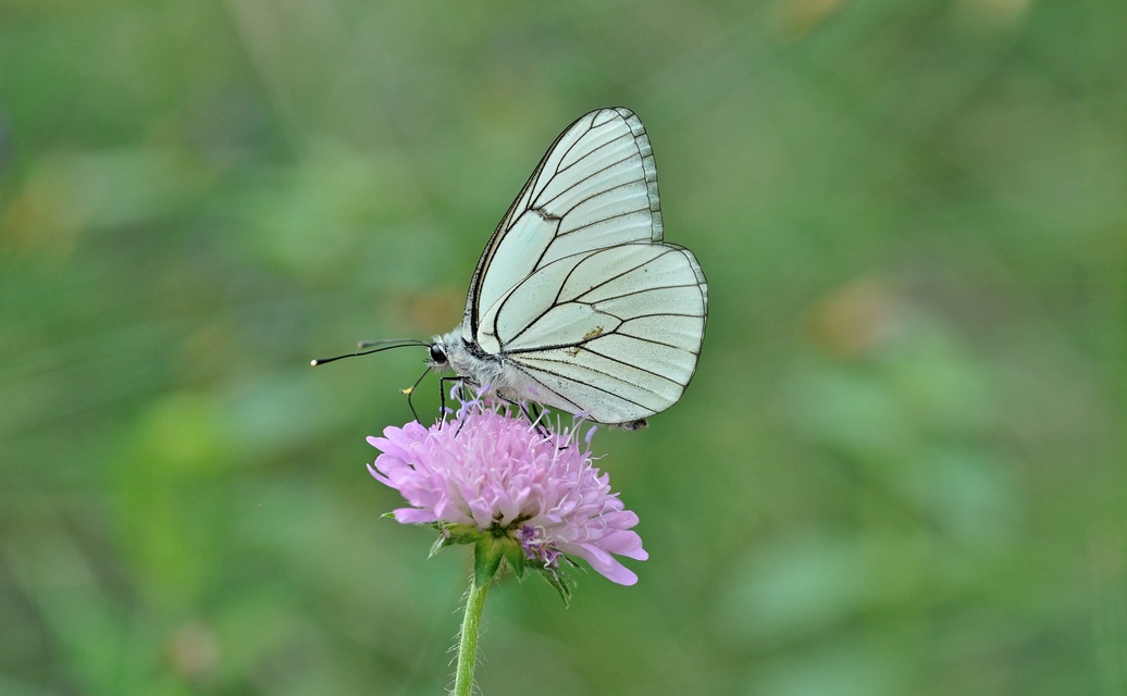 foto B071251, © Adriaan van Os, Coustouges 17-06-2022, altitud 800 m, Aporia crataegi