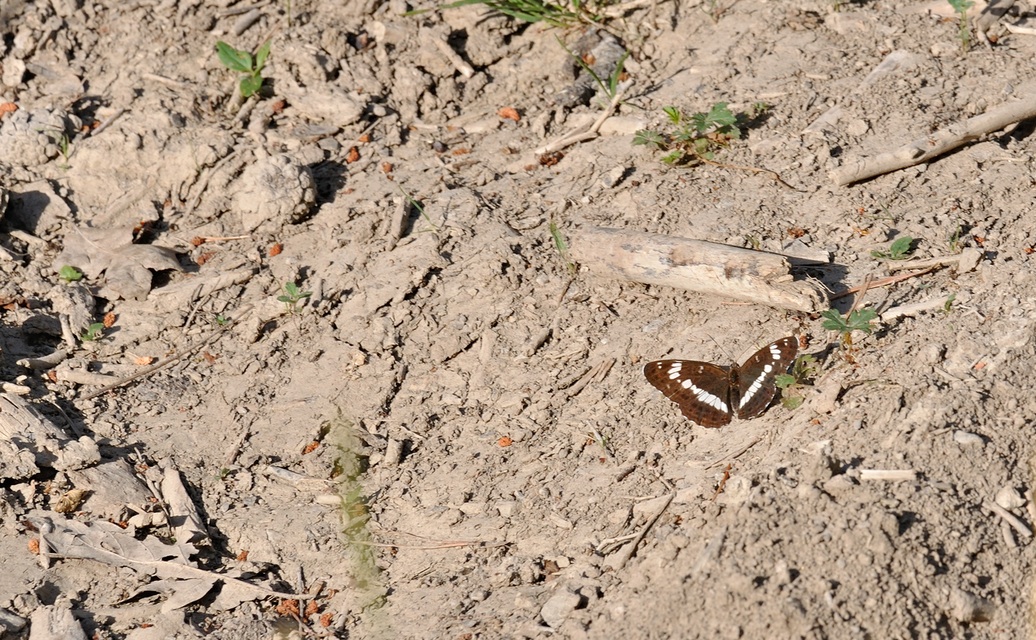 foto B071269, © Adriaan van Os, Coustouges 18-06-2022, altitud 800 m, Limenitis camilla