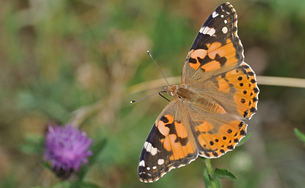 foto B071306, © Adriaan van Os, Villeroge 20-06-2022, hoogte 800 m, Vanessa cardui