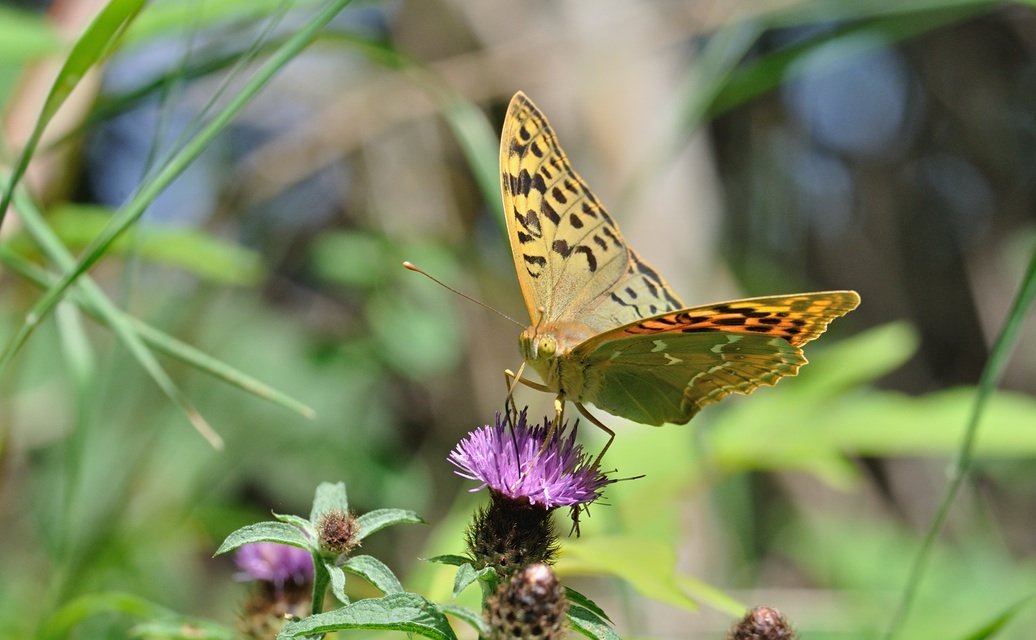 photo B071347, © Adriaan van Os, Villeroge 20-06-2022, altitudo 800 m, Argynnis pandora
