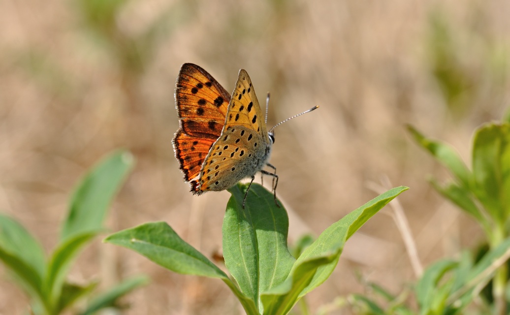 foto B071360, © Adriaan van Os, Villeroge 20-06-2022, altitud 800 m, Lycaena alciphron