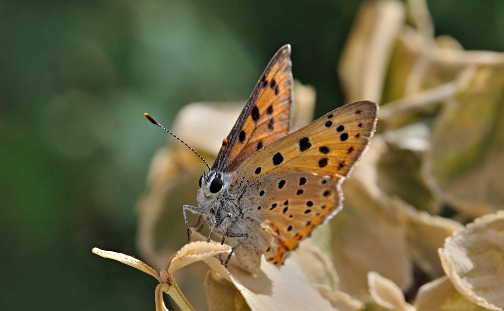 foto B071369, © Adriaan van Os, Villeroge 20-06-2022, altitud 800 m, Lycaena alciphron