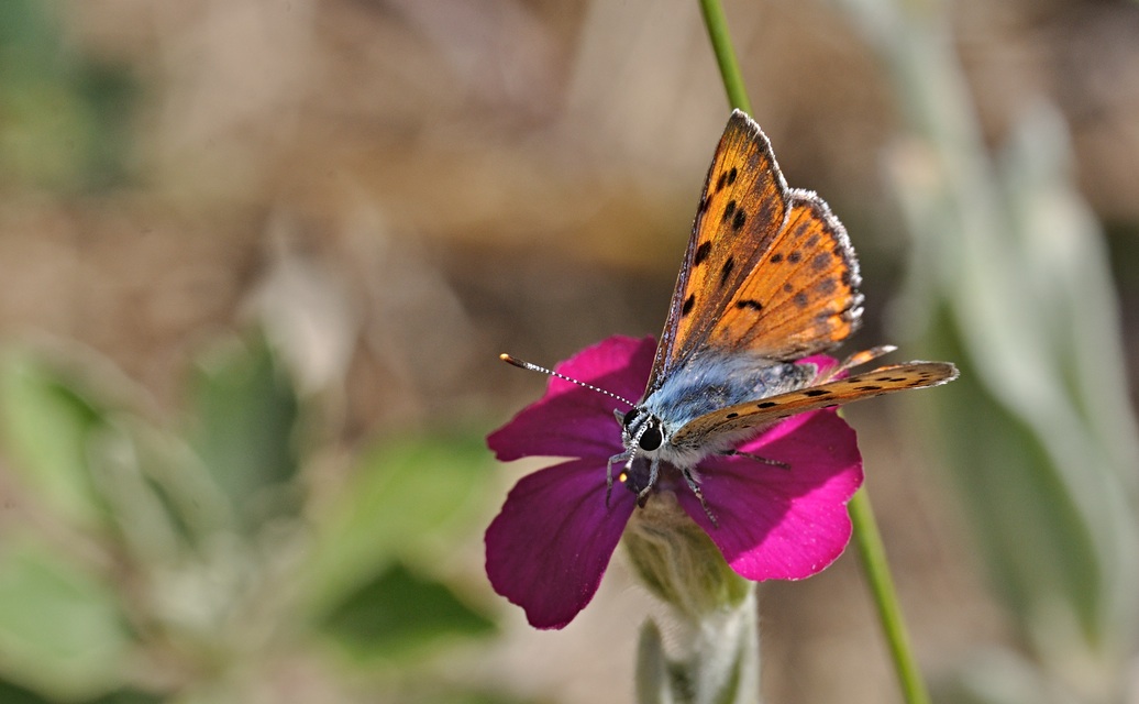 foto B071372, © Adriaan van Os, Villeroge 20-06-2022, altitud 800 m, Lycaena alciphron