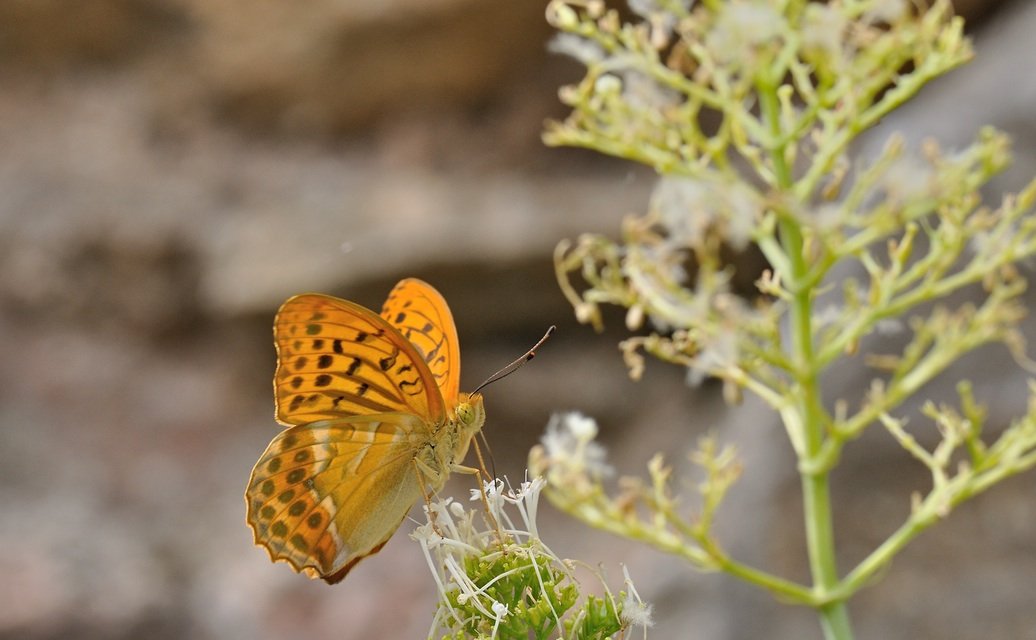 photo B071376, © Adriaan van Os, Coustouges 21-06-2022, altitude 820 m, ♂ Argynnis paphia