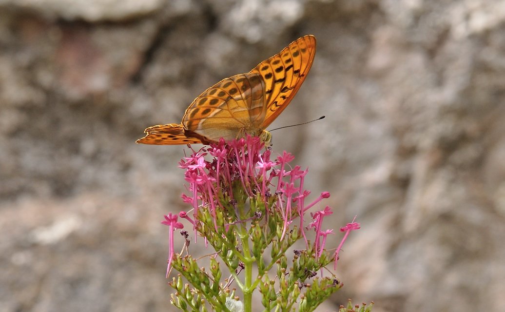 photo B071377, © Adriaan van Os, Coustouges 21-06-2022, altitude 820 m, ♂ Argynnis paphia