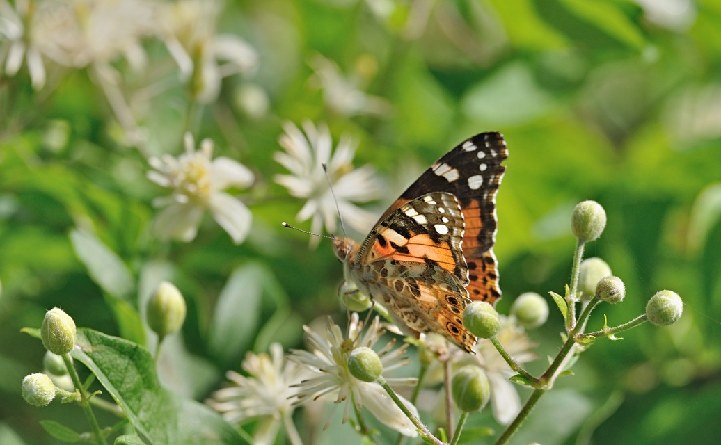 foto B071393, © Adriaan van Os, Coustouges 22-06-2022, hoogte 820 m, Vanessa cardui