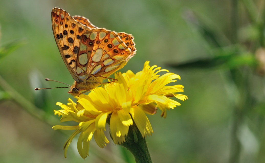 photo B071469, © Adriaan van Os, Villeroge 25-06-2022, altitude 800 m, Issoria lathonia