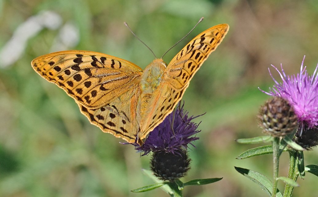 photo B071495, © Adriaan van Os, Villeroge 25-06-2022, altitudo 800 m, ♂ Argynnis pandora