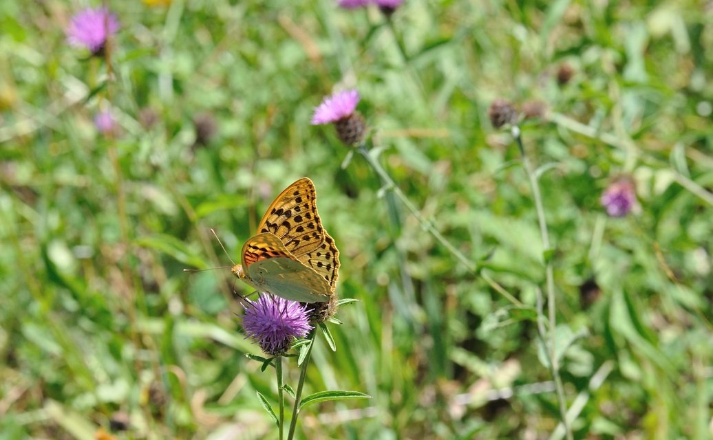 photo B071509, © Adriaan van Os, Villeroge 25-06-2022, altitudo 800 m, ♂ Argynnis pandora