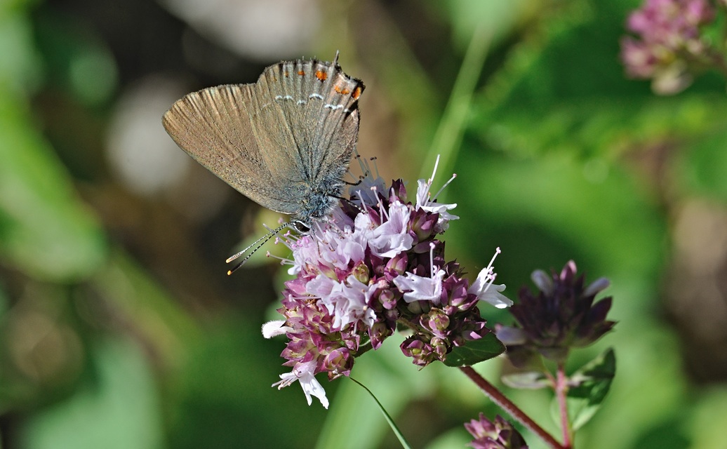 foto B071586, © Adriaan van Os, Coustouges 28-06-2022, altitud 820 m, Satyrium esculi