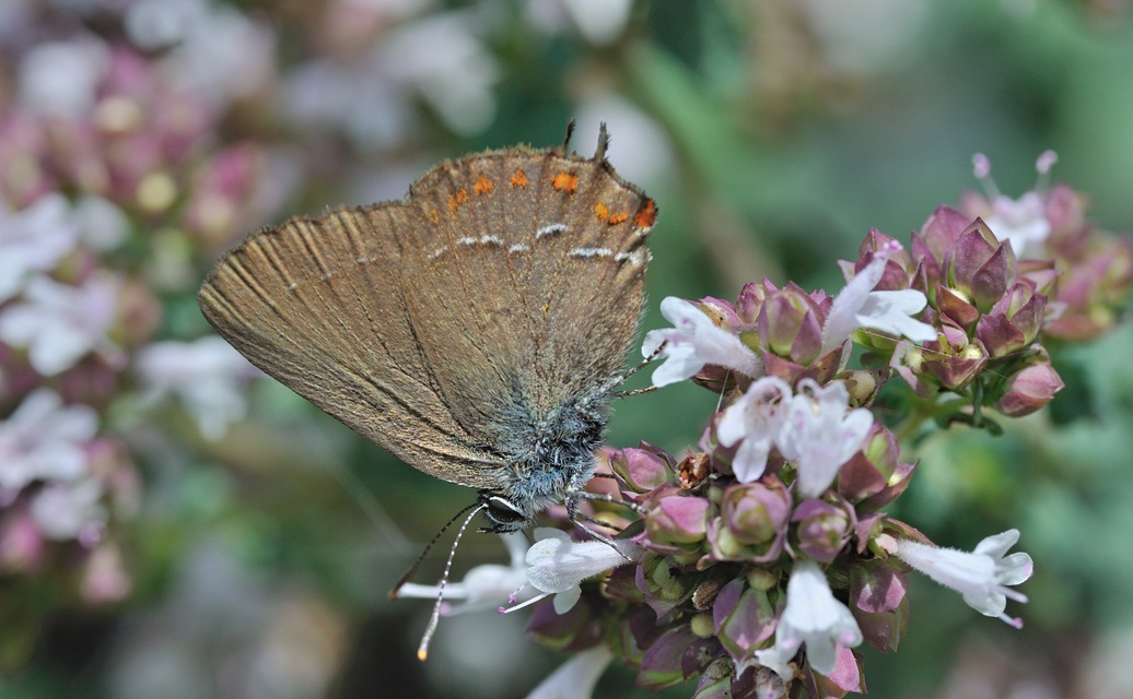 foto B071602, © Adriaan van Os, Coustouges 30-06-2022, altitud 820 m, Satyrium esculi