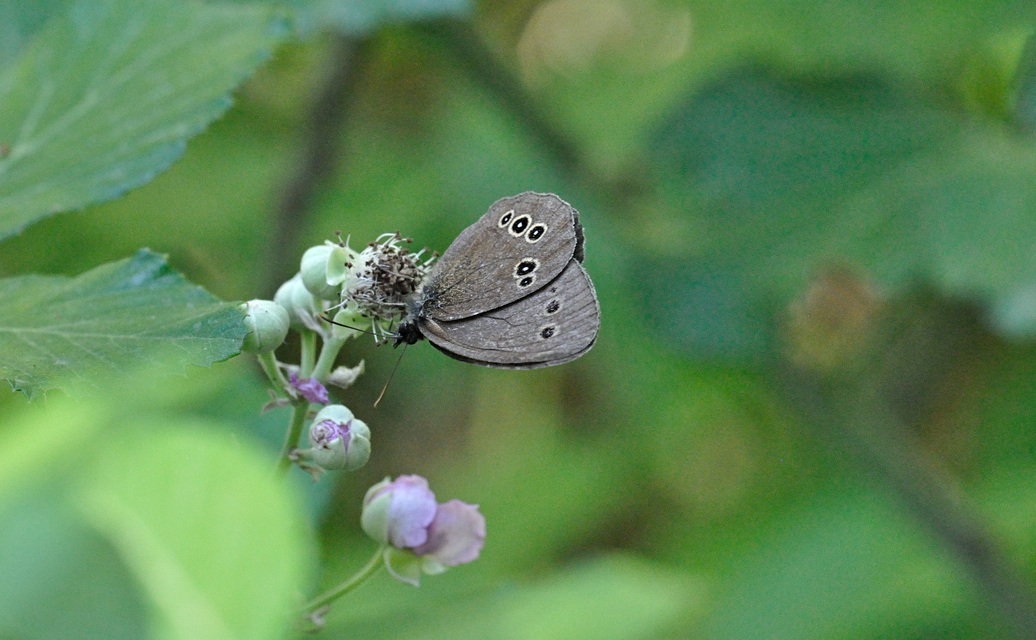 foto B071683, © Adriaan van Os, Coustouges 01-07-2022, altitud 800 m, Aphantopus hyperantus