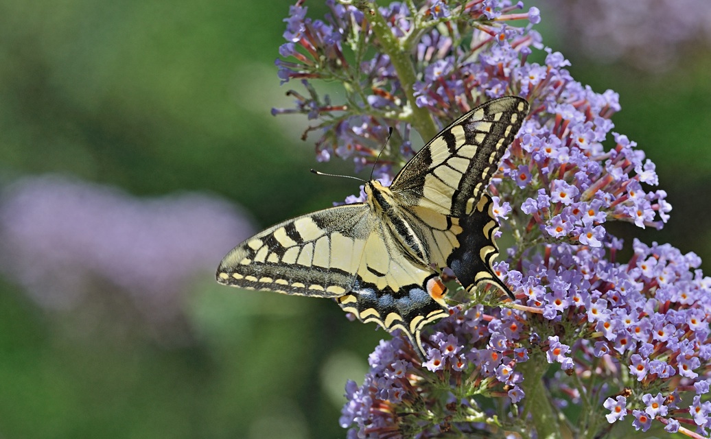 foto B071800, © Adriaan van Os, Coustouges 05-07-2022, altitud 800 m, Papilio machaon