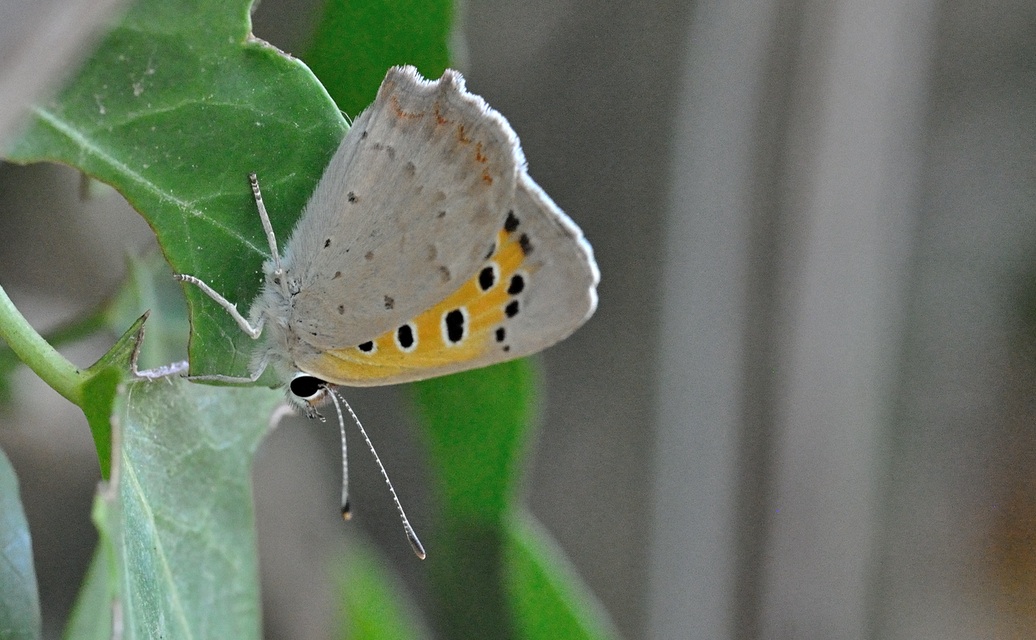 Foto B071973, © Adriaan van Os, Coustouges 22-07-2022, H�he 800 m, Lycaena phlaeas