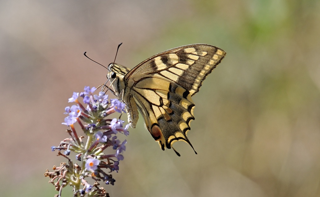 foto B072058, © Adriaan van Os, Coustouges 27-07-2022, hoogte 820 m, Papilio machaon