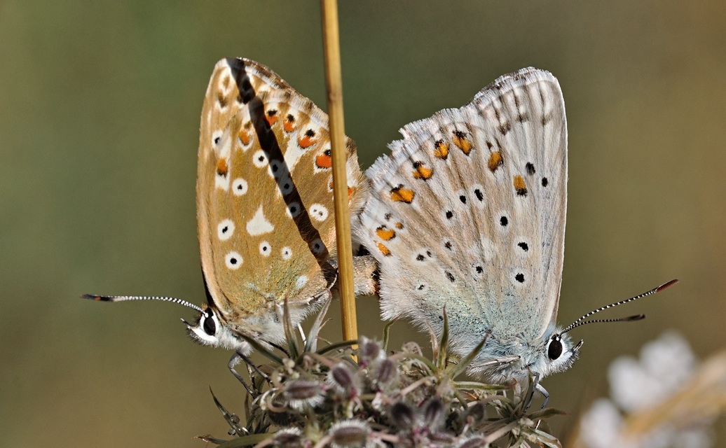 photo B072080, © Adriaan van Os, Coustouges 01-08-2022, altitude 800 m, Lysandra hispana, accouplement