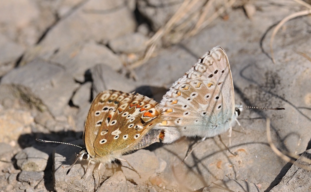 photo B072107, © Adriaan van Os, Coustouges 01-08-2022, altitude 800 m, Lysandra hispana, accouplement