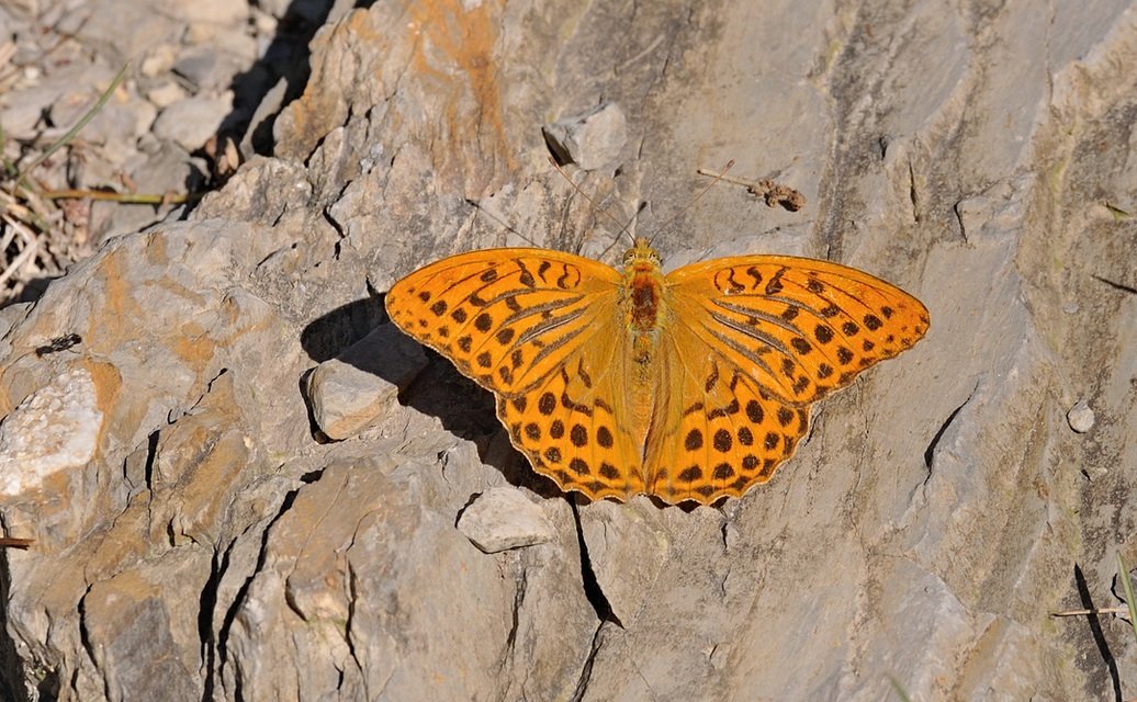photo B072110, © Adriaan van Os, Coustouges 01-08-2022, altitude 800 m, ♂ Argynnis paphia