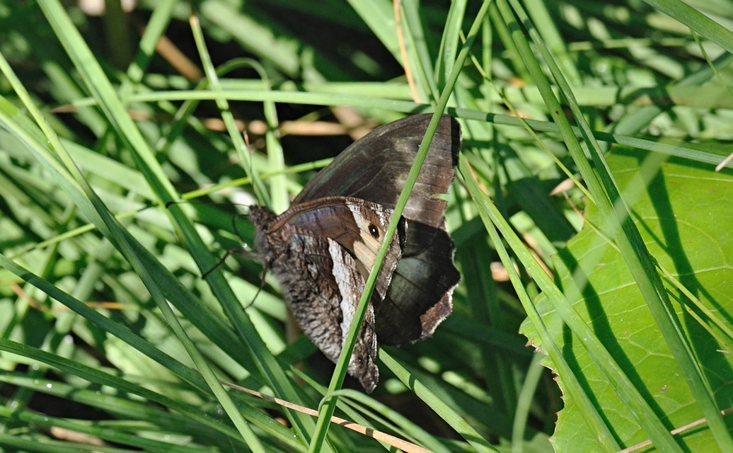 Foto B072131, © Adriaan van Os, Coustouges 01-08-2022, H�he 800 m, Hipparchia fagi