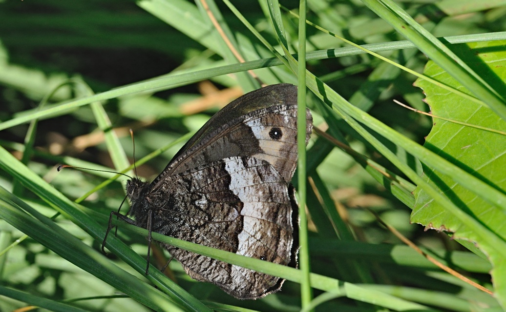 Foto B072143, © Adriaan van Os, Coustouges 01-08-2022, H�he 800 m, Hipparchia fagi