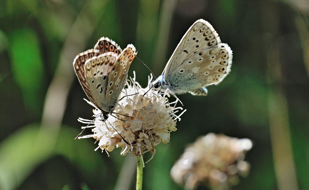 photo B072379, © Adriaan van Os, Coustouges 20-08-2022, altitude 810 m, Lysandra hispana