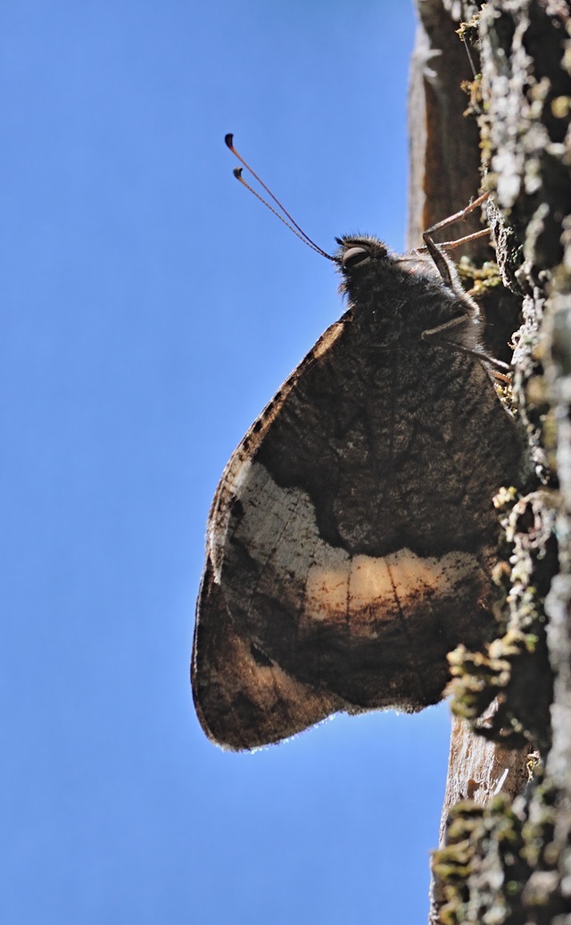 Foto B072410, © Adriaan van Os, Coustouges 22-08-2022, H�he 830 m, Hipparchia fagi