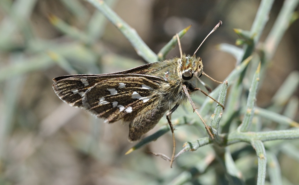 foto B072445, © Adriaan van Os, Coustouges 22-08-2022, altitud 830 m, Hesperia comma
