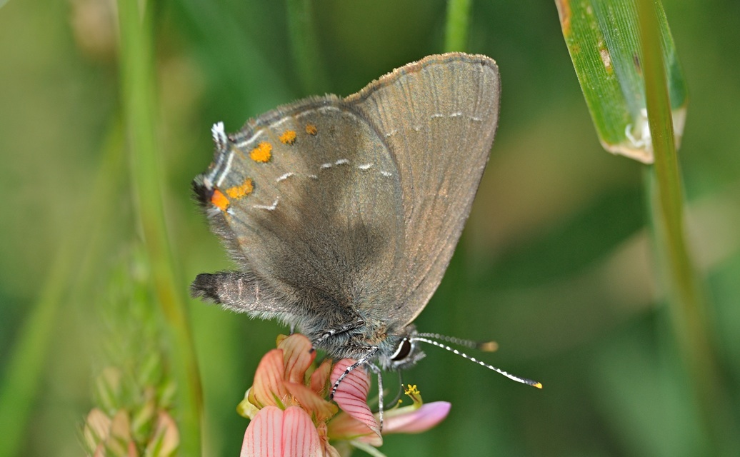 foto B072700, © Adriaan van Os, Coustouges 17-06-2023, altitud 800 m, Satyrium esculi