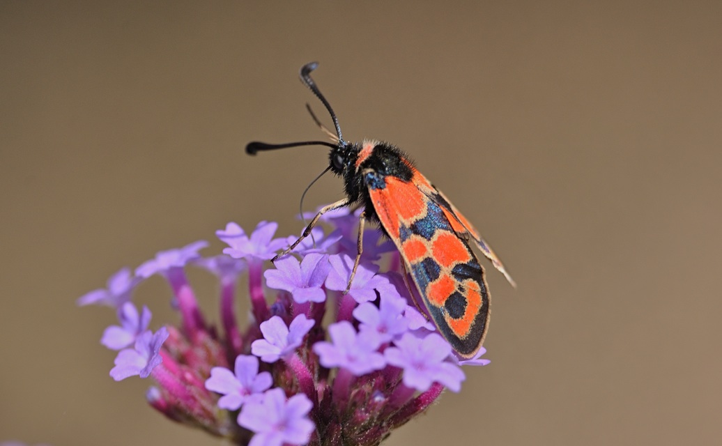 photo B072780, © Adriaan van Os, Coustouges 20-06-2023, altitudo 820 m, Zygaena fausta
